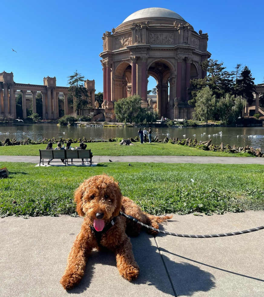 Fluffy Mini Goldendoodle Poodle Mix Pup