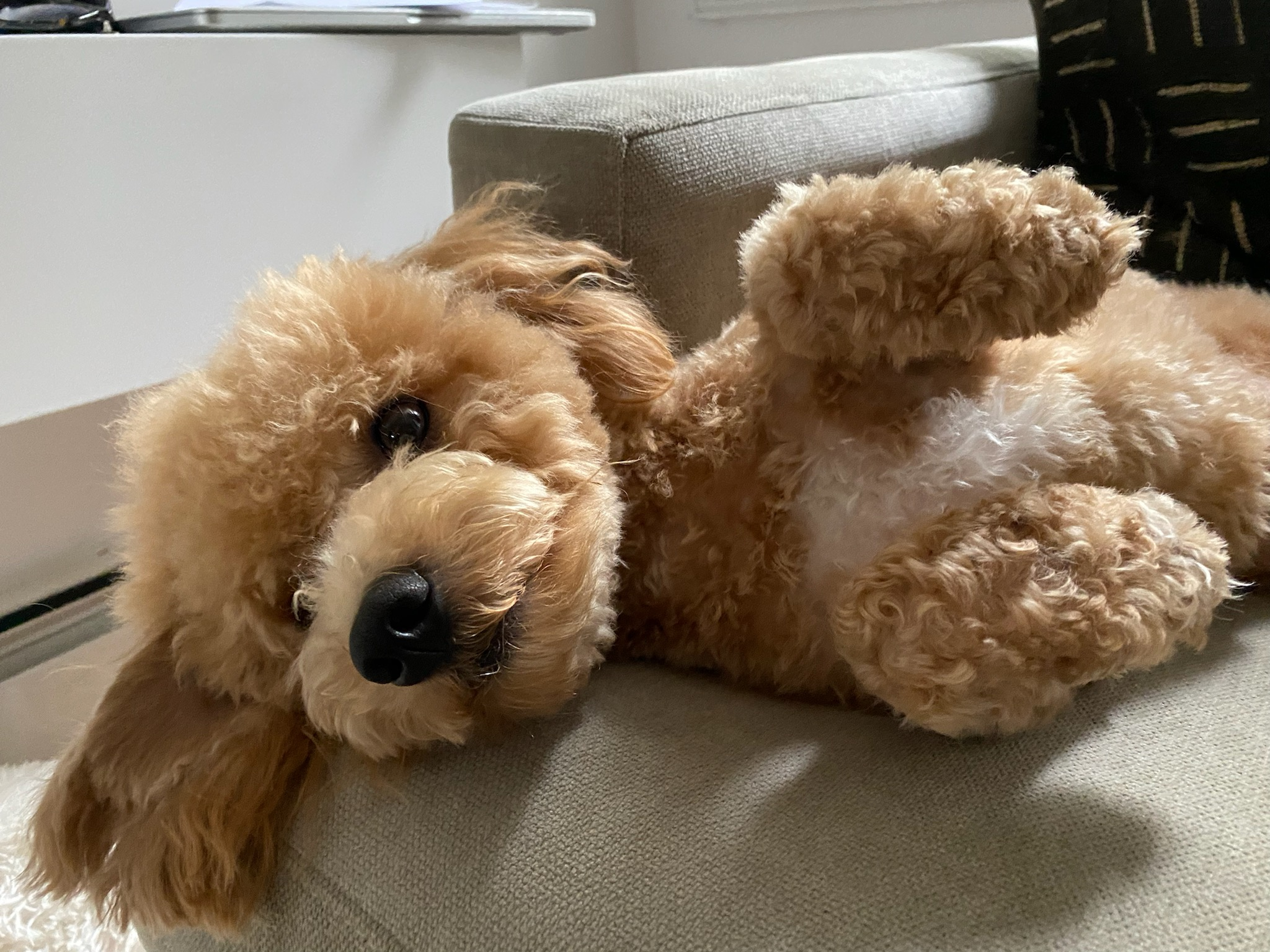 Best Poochon Baby