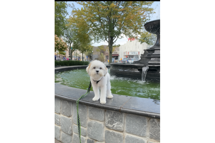 Meet Ireland - our Teddy Bear Puppy Photo  1/3 - Premier Pups Best Teddy Bear Baby