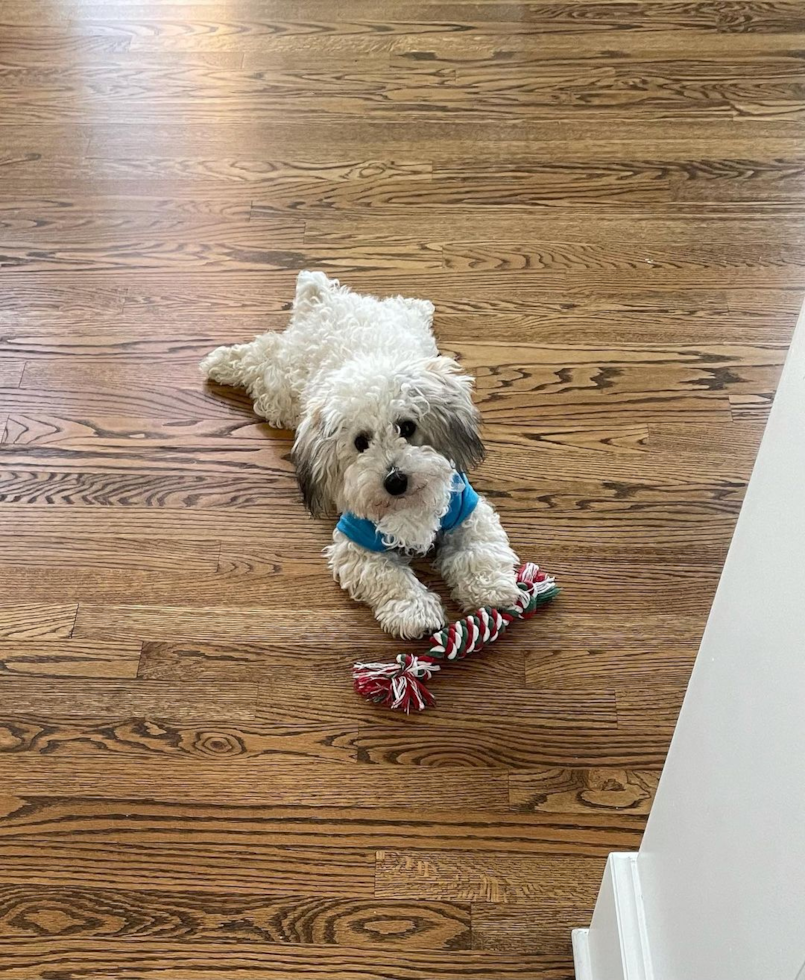 Sunnyvale Maltipoo Pup