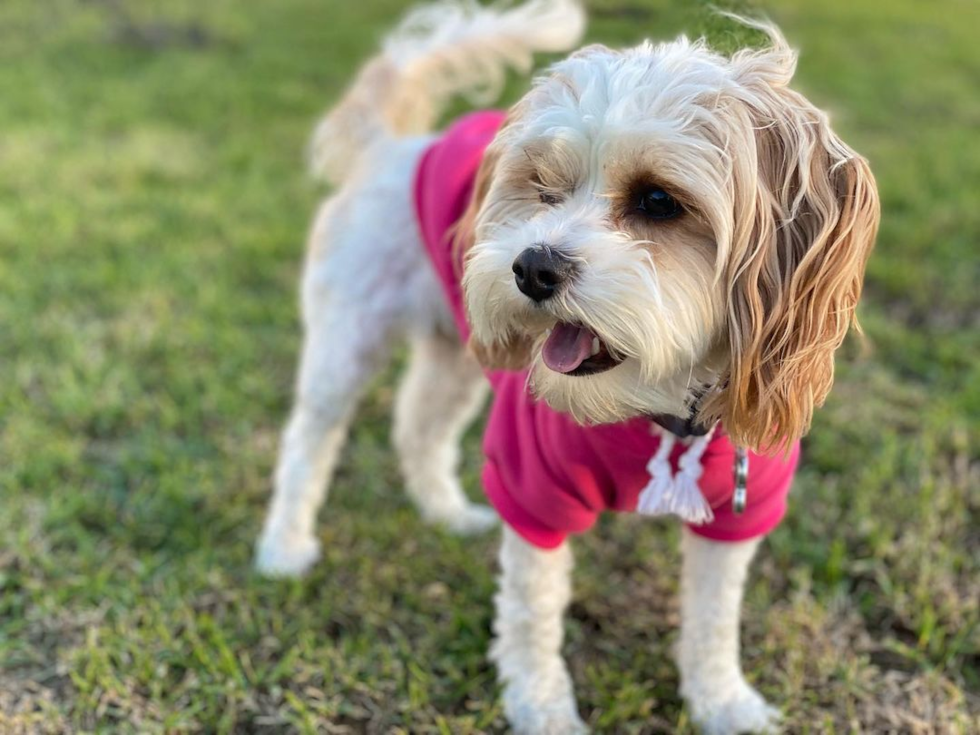 Friendly Cavachon Pup