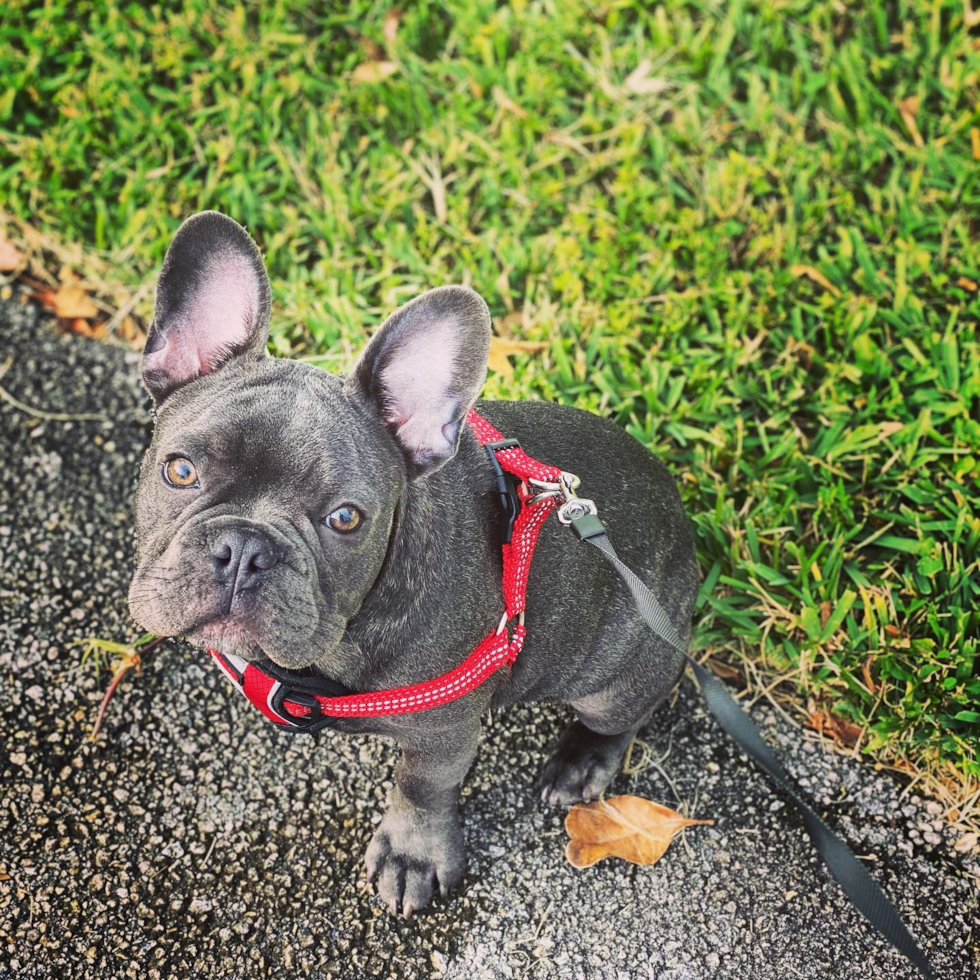 Funny French Bulldog Pup