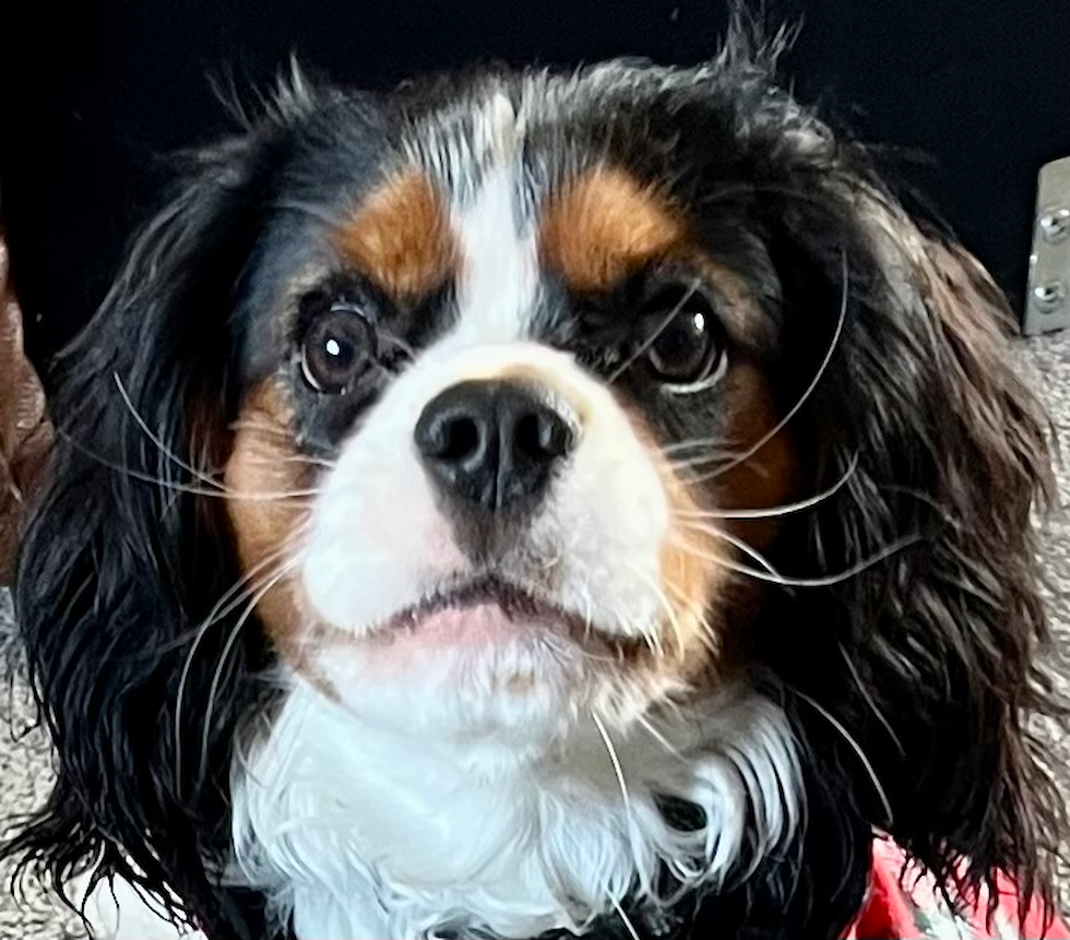 Small Cavalier King Charles Spaniel Pup