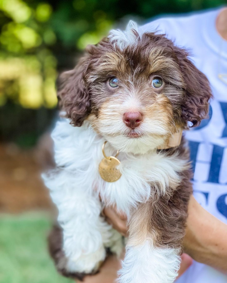 Friendly Mini Aussiedoodle Pup in Greenville SC