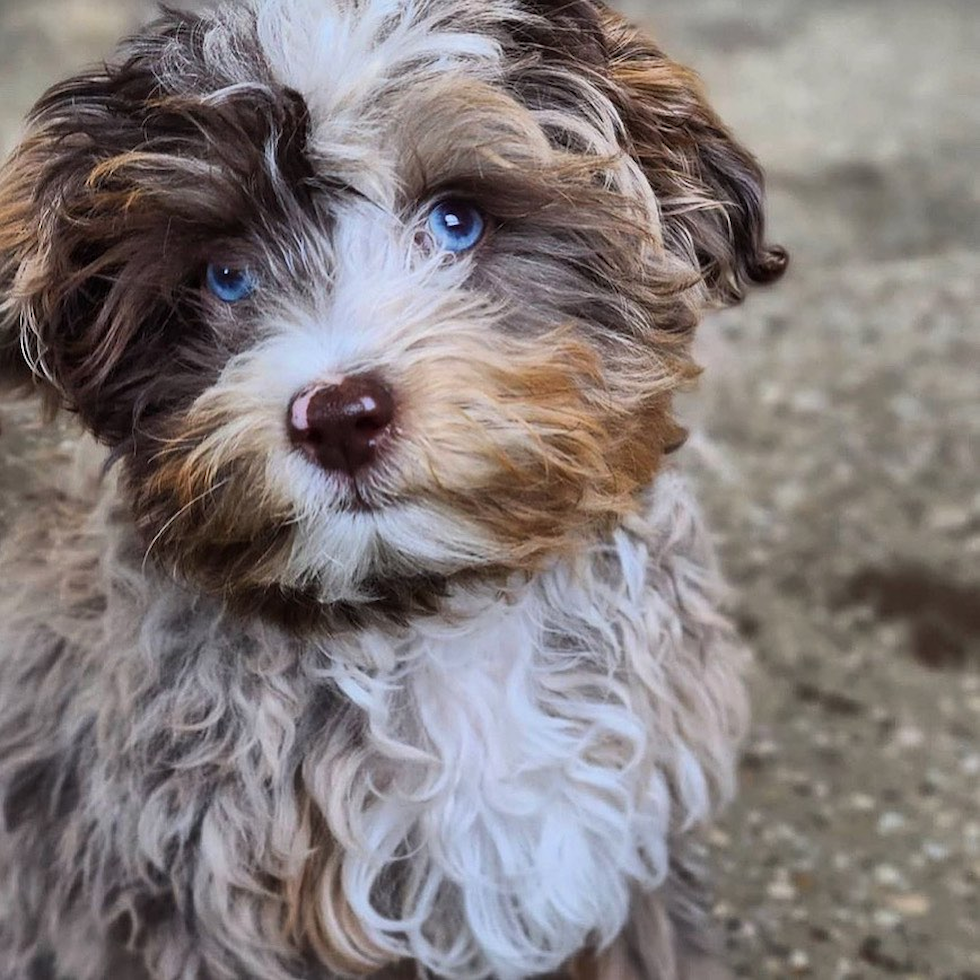 Small Mini Aussiedoodle Pup