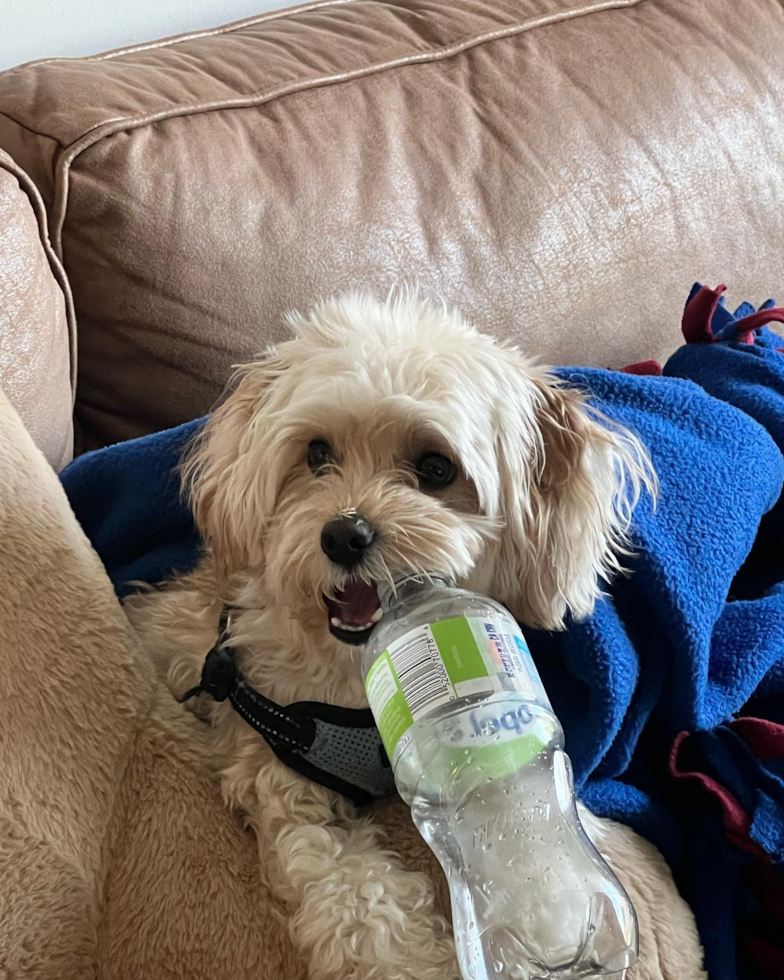 Happy Maltipoo Pup