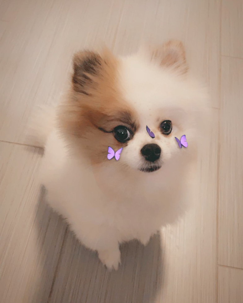 Pomeranian Being Cute