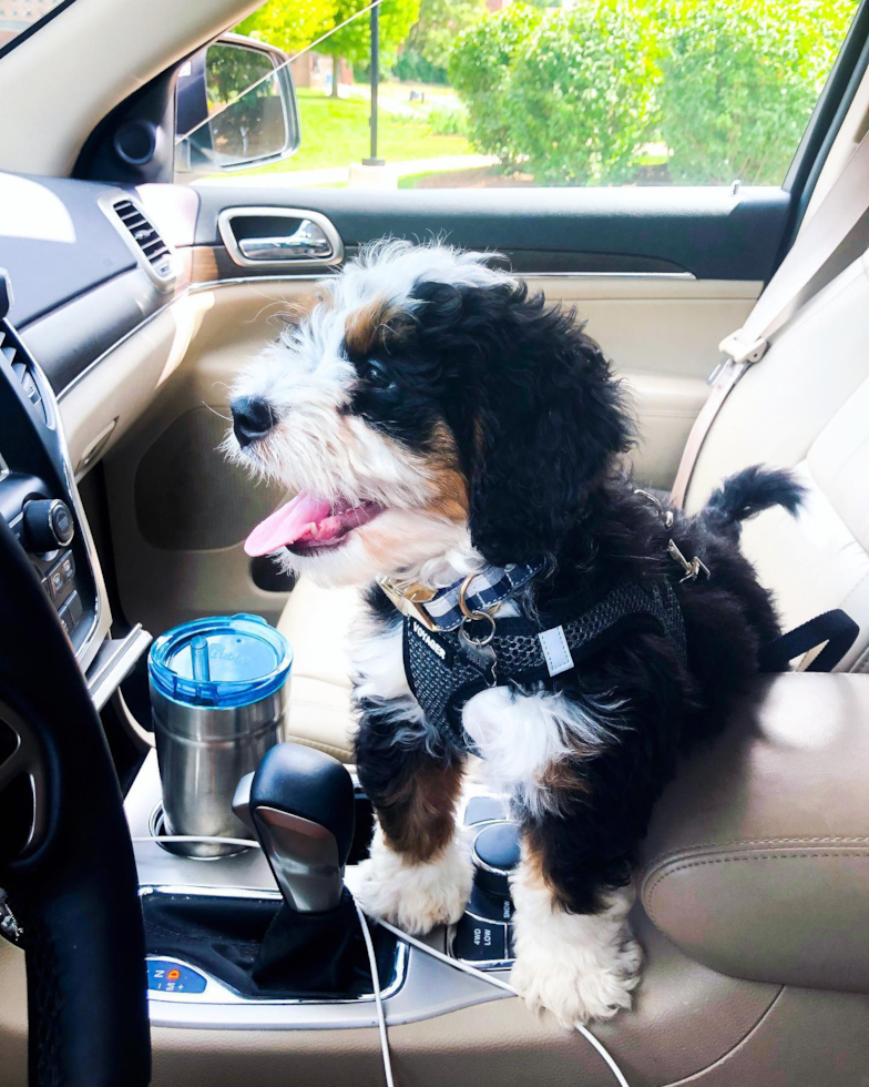 Petite Mini Bernedoodle Poodle Mix Pup