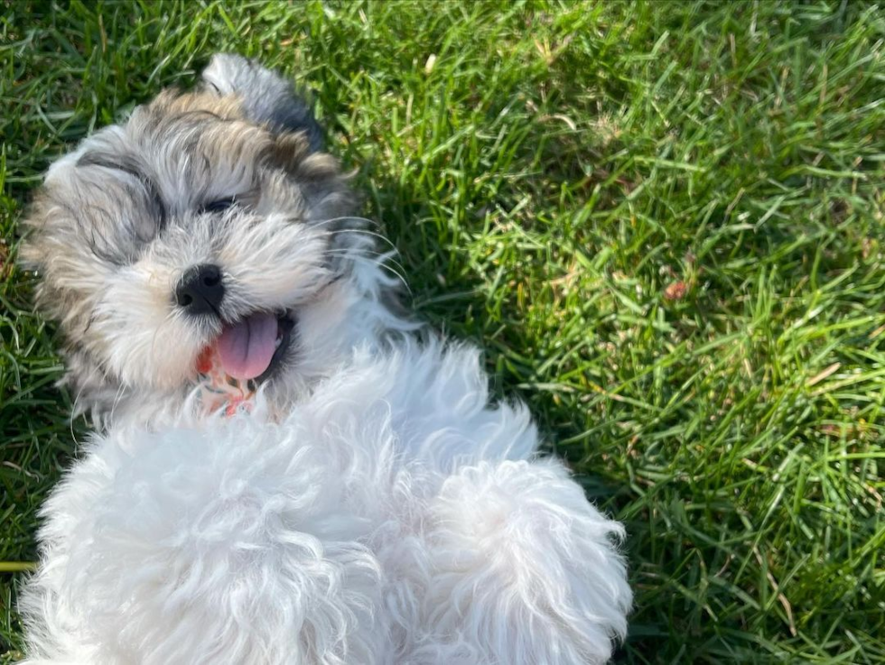 St Clairsville Havanese Pup