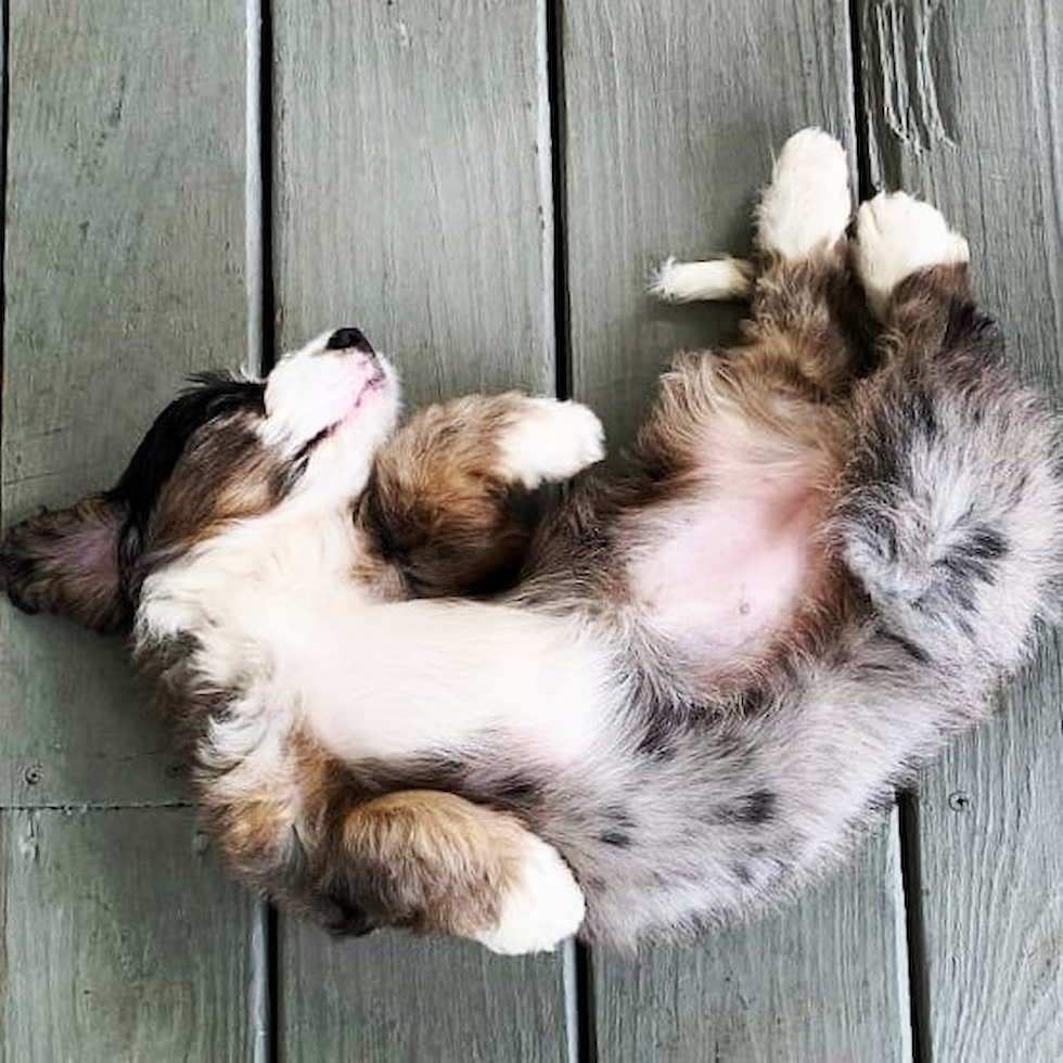 Petite Mini Bernedoodle Poodle Mix Pup