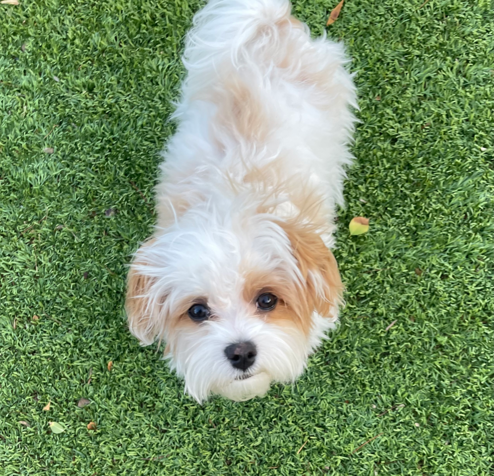 Maltipoo Being Cute