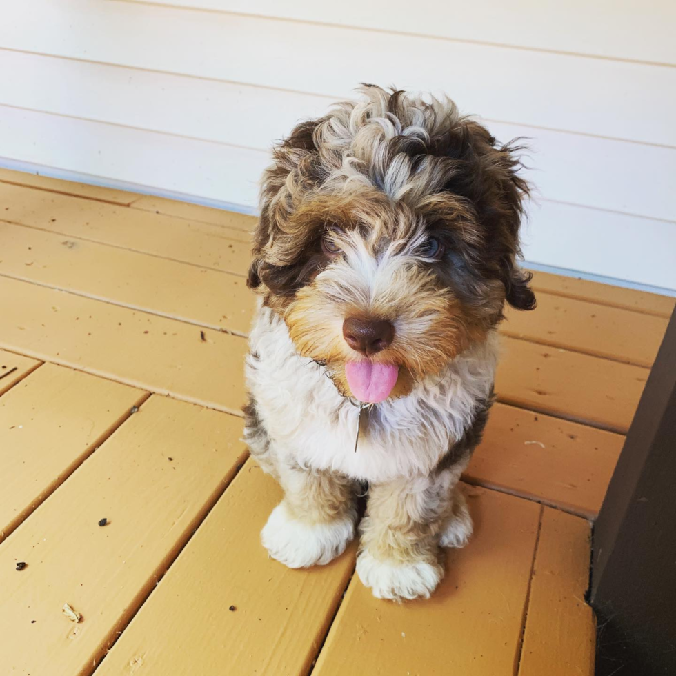 Mini Aussiedoodle Being Cute