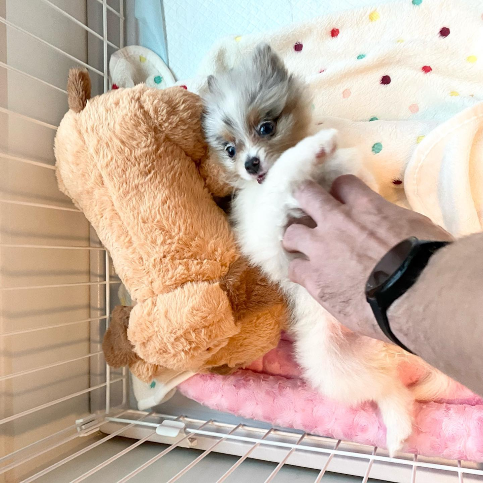 Fluffy Pomeranian Purebred Pup