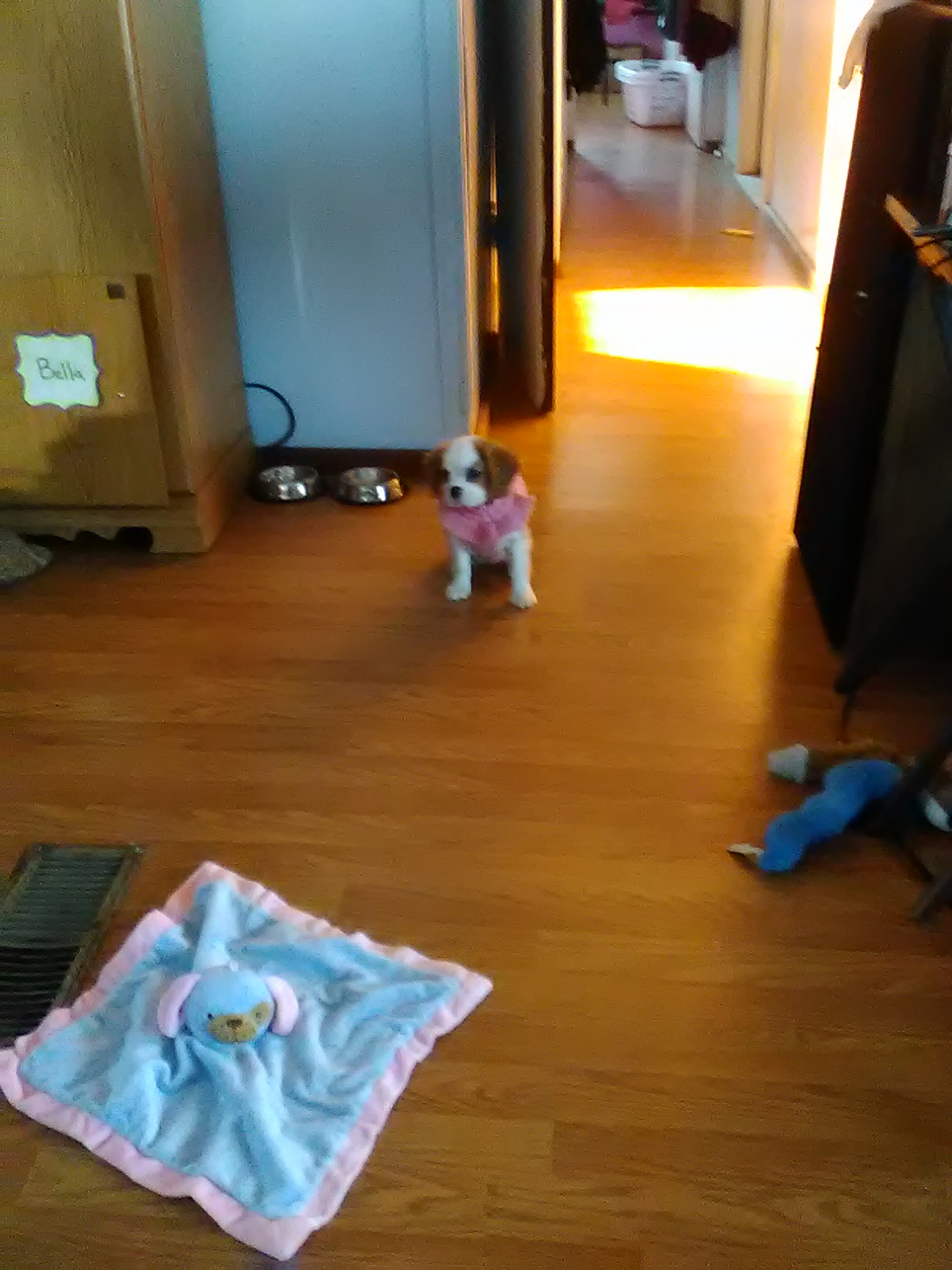 Popular Cavalier King Charles Spaniel Baby