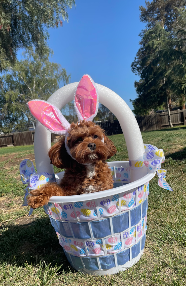 Cavapoo Being Cute