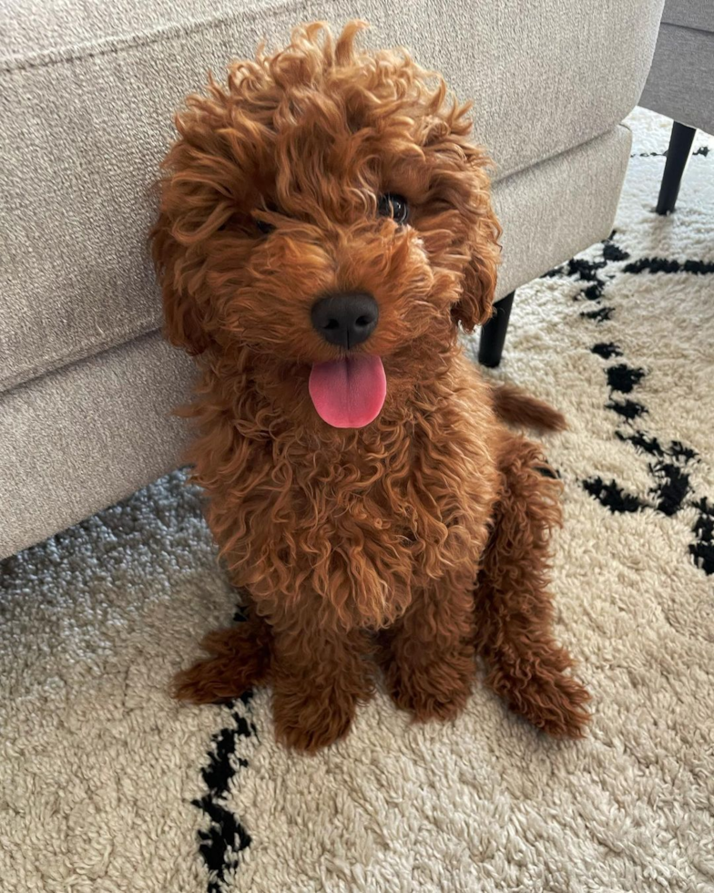 Alameda Cavapoo Pup