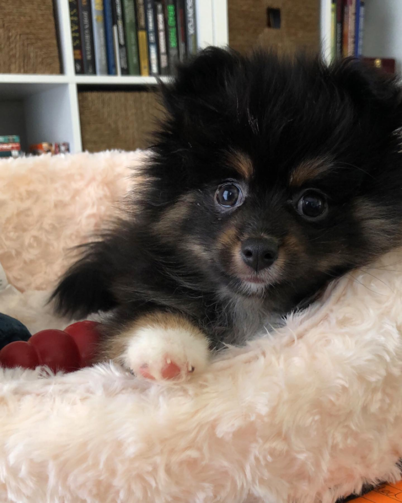 Petite Pomeranian Pup in Loudon NH