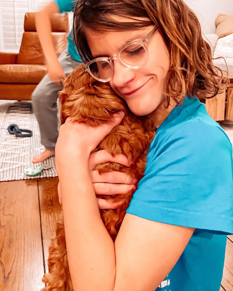 Happy Cavapoo Pup