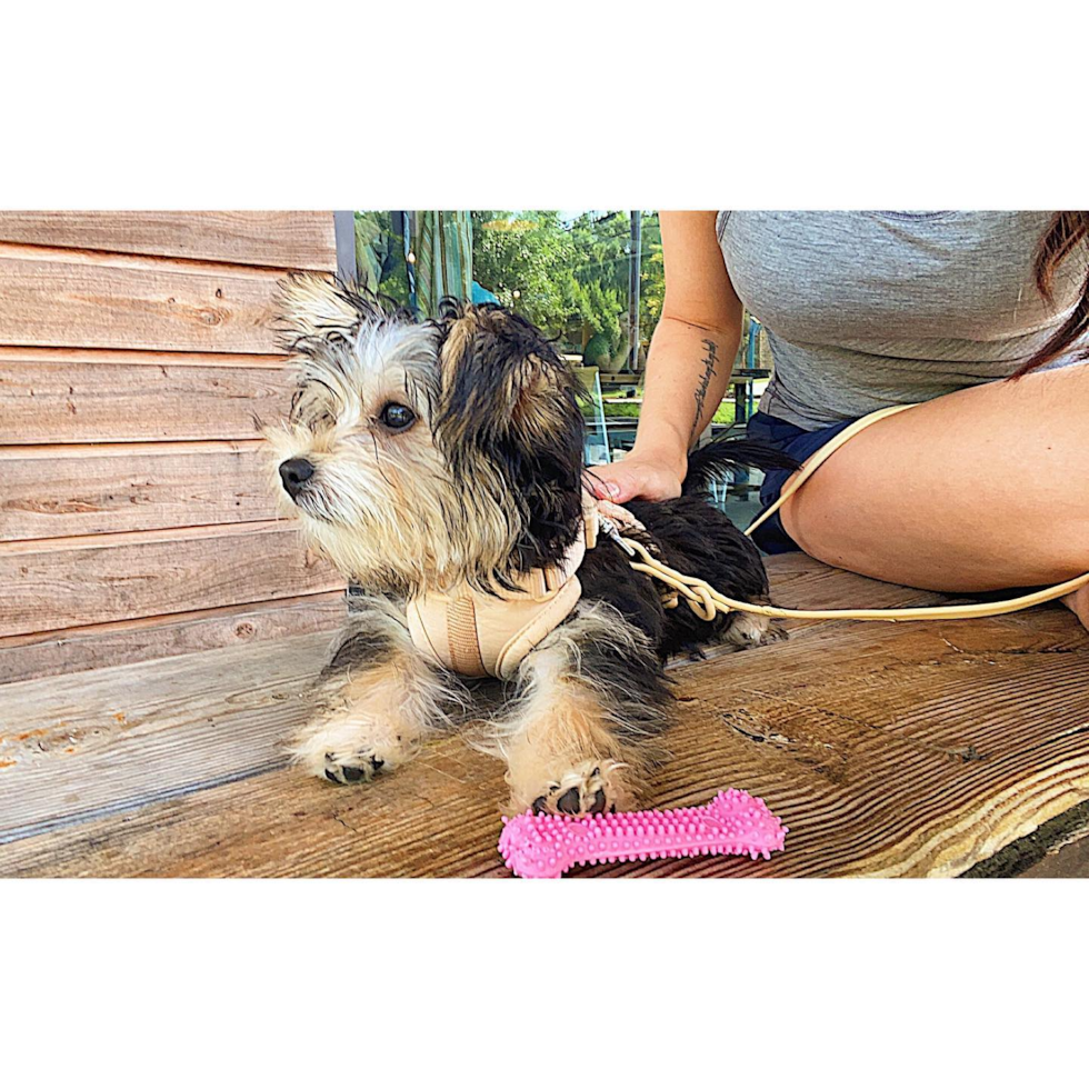 Cute Morkie Pup