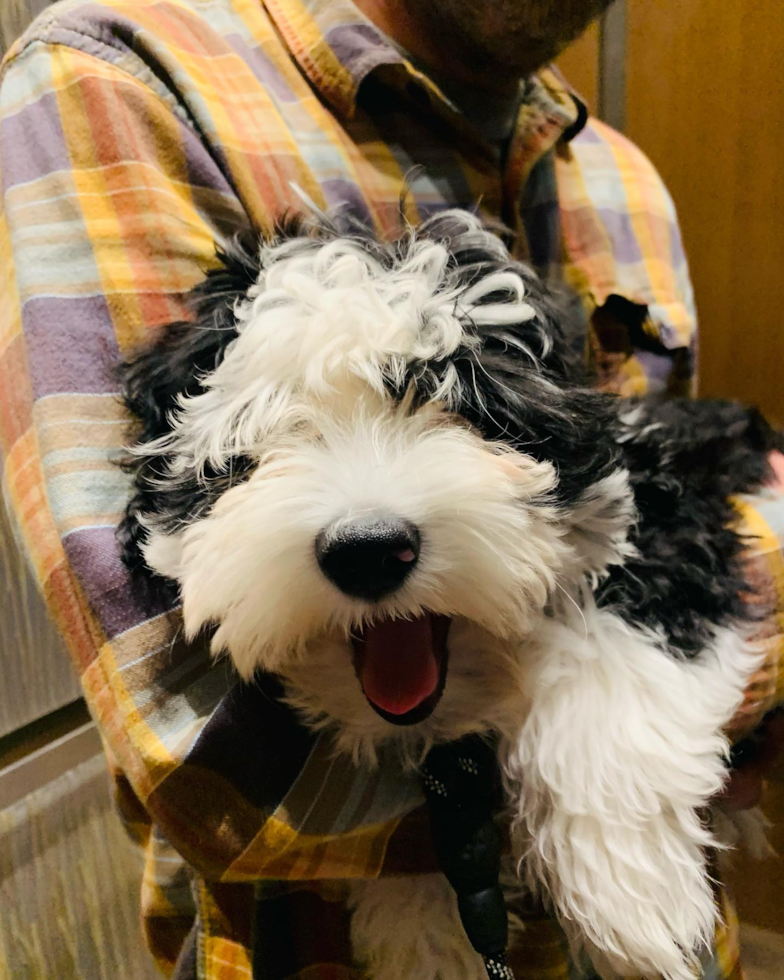 Sweet Mini Sheepadoodle Pup in Nashville TN