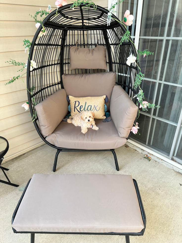 Sweet Maltipoo Pup