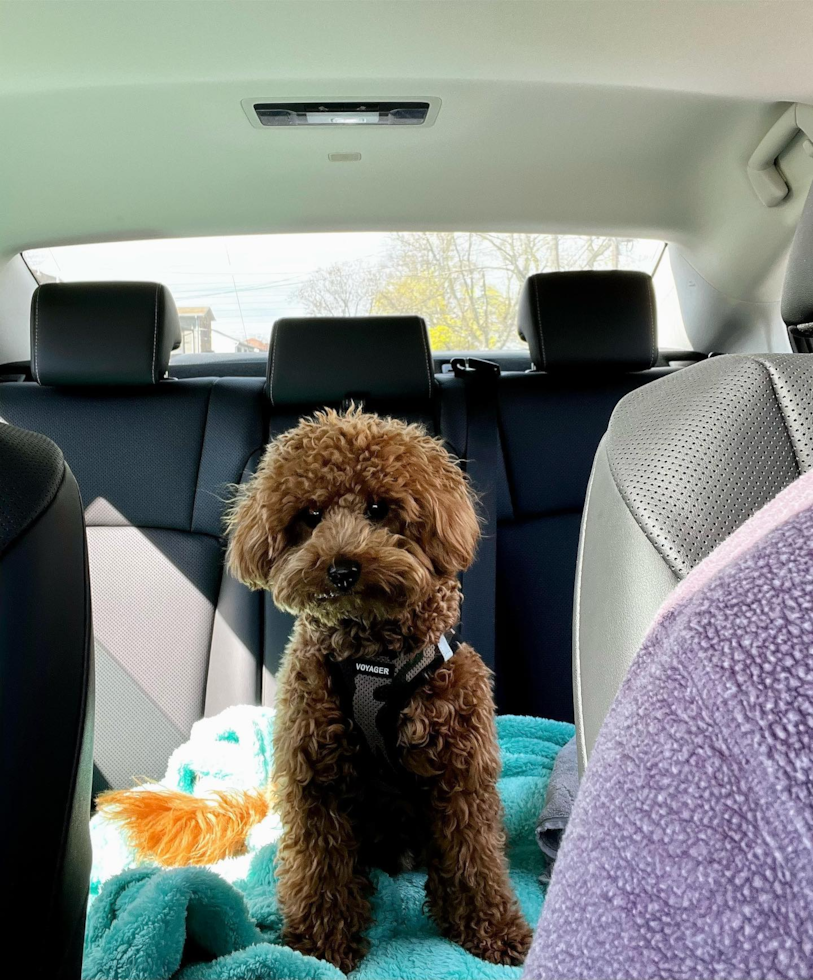 Smart Mini Goldendoodle Poodle Mix Pup