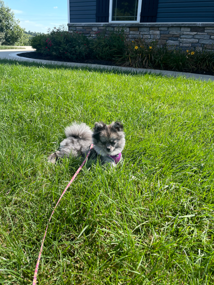 Smart Pomeranian Purebred Pup