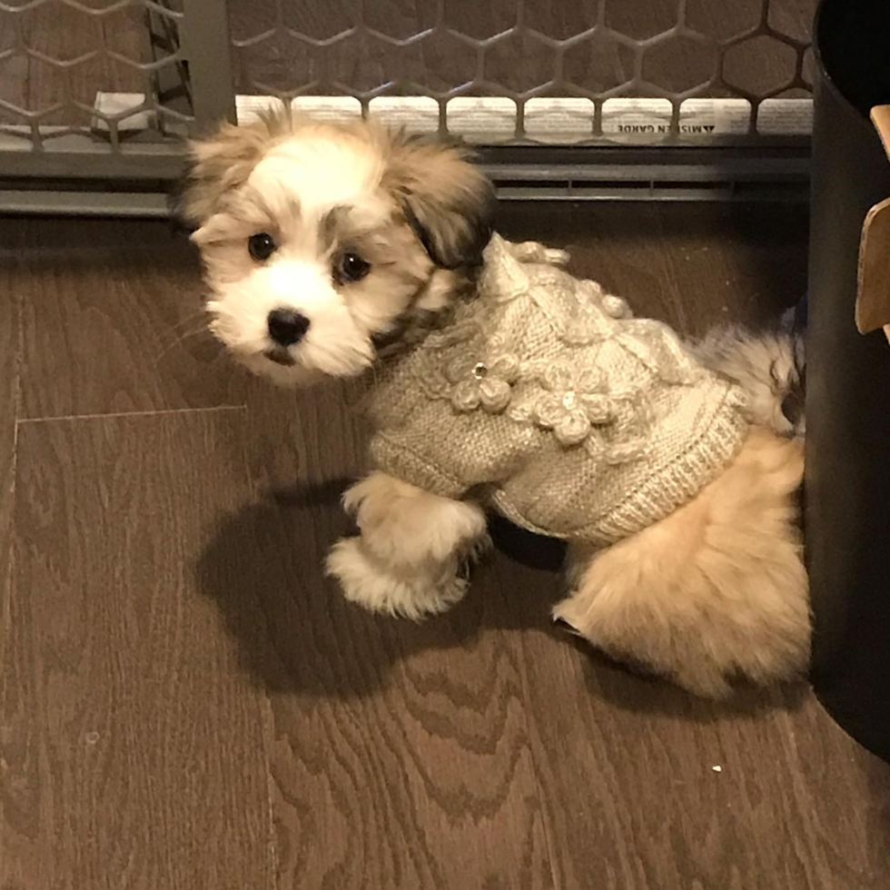 Sweet Havanese Pup in Redmond OR