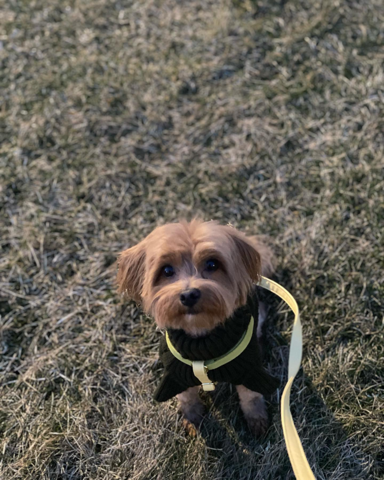 Maltipoo Being Cute