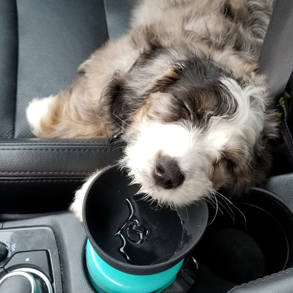 Mini Bernedoodle Being Cute