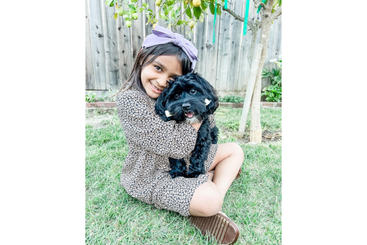 Funny Cavapoo Poodle Mix Pup