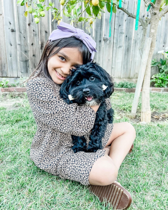 Sweet Cavapoo Pup in Santa Rosa CA