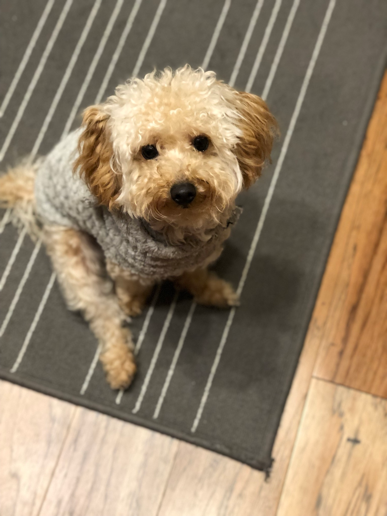 Small Poodle Baby