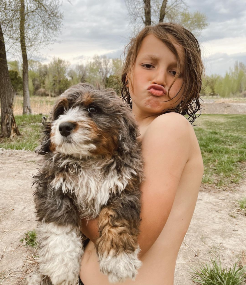 Adorable Bernadoodle Poodle Mix Pup