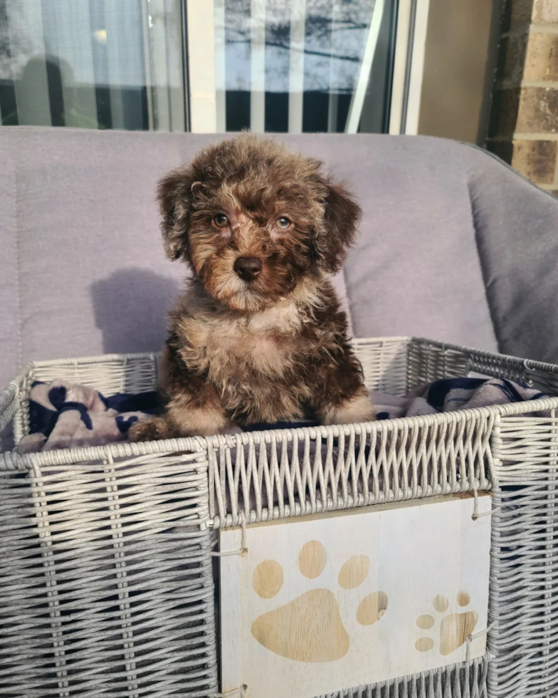 Hypoallergenic Labrador Poodle Mix Pup