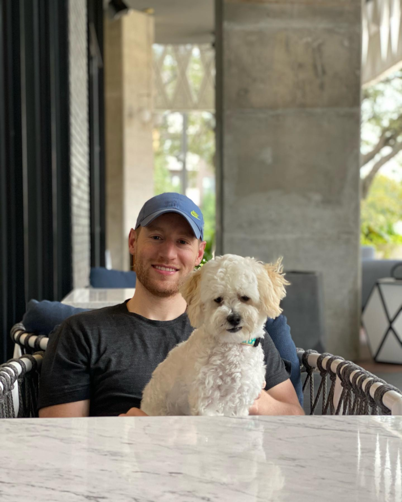 Sweet Poochon Pup in New York NY