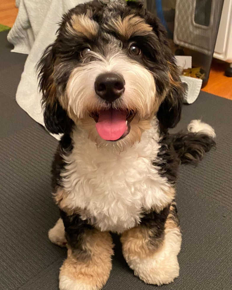 Mini Bernedoodle Being Cute