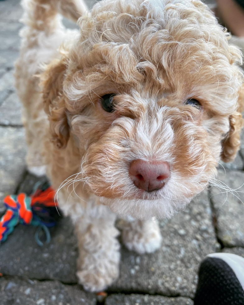 Playful Poodle Pup