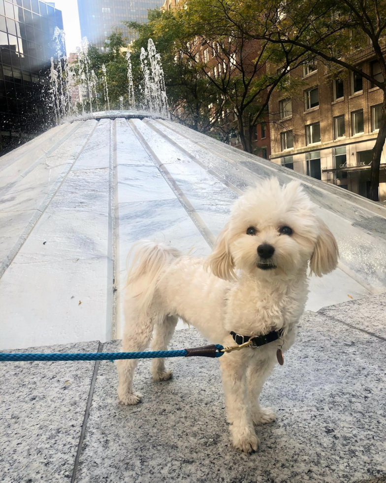 Adorable Maltepoo Poodle Mix Pup