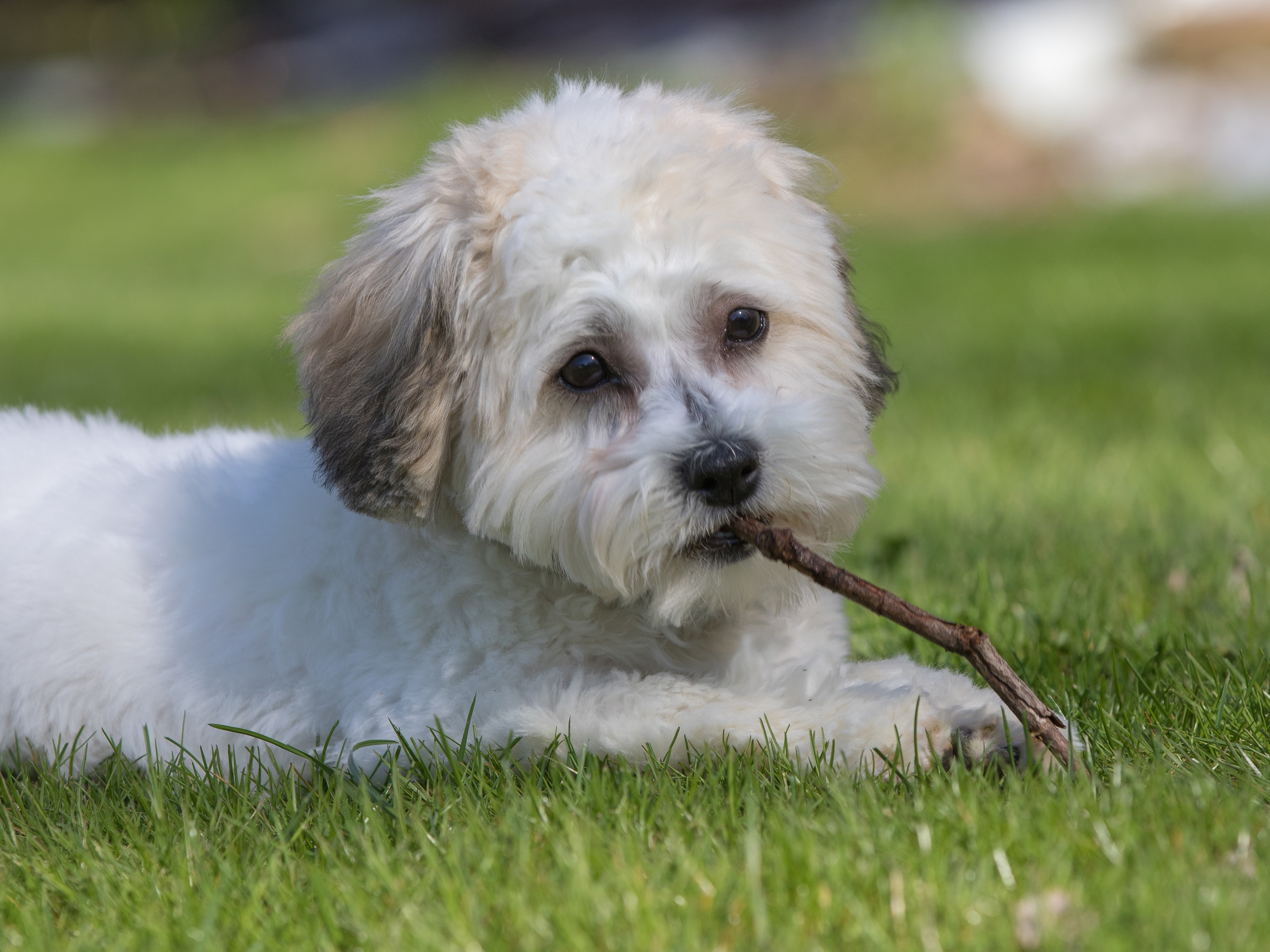 Popular Teddy Bear Designer Pup