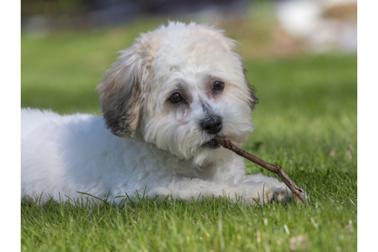 Popular Teddy Bear Designer Pup