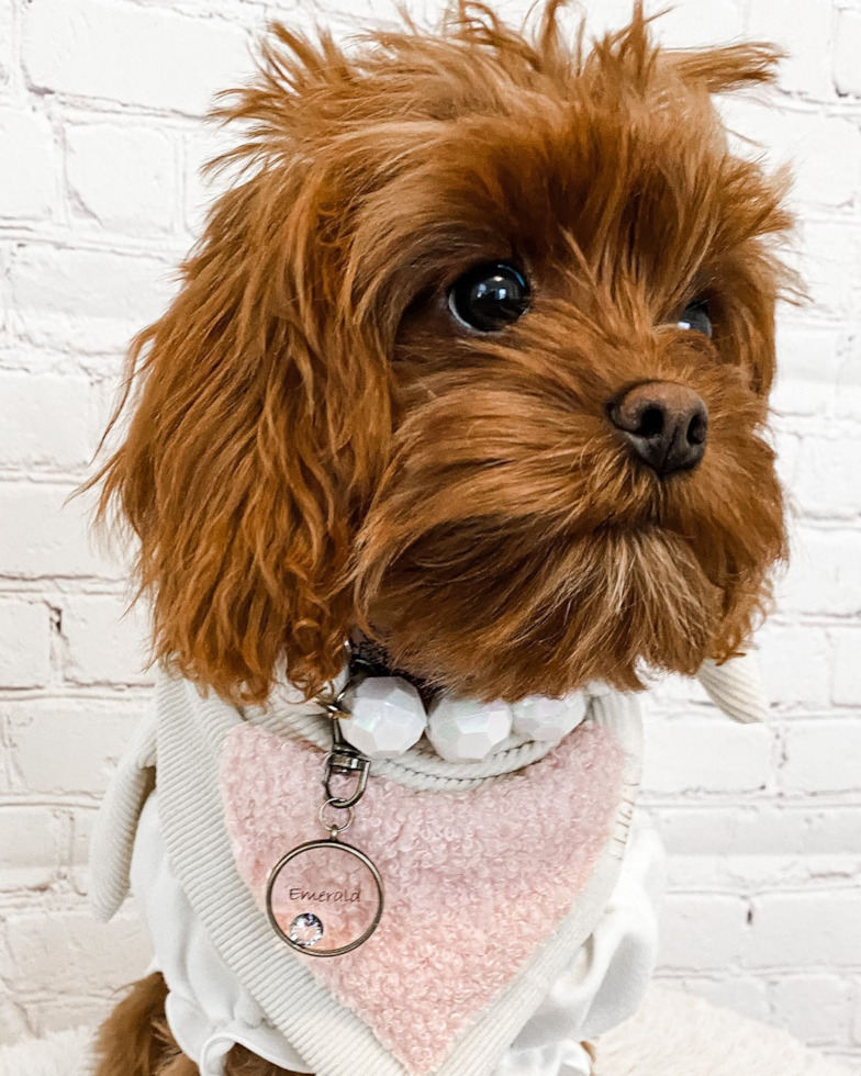 Hypoallergenic Cavoodle Poodle Mix Pup