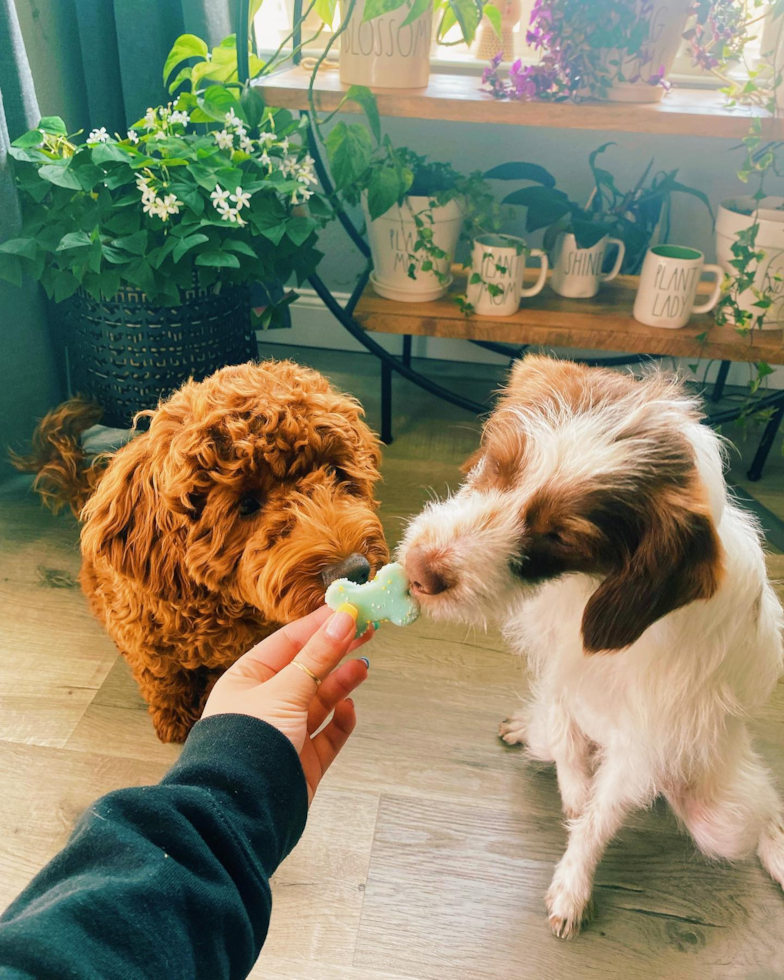 Smart Mini Goldendoodle Poodle Mix Pup