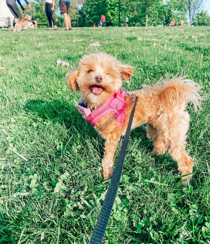 Happy Maltipoo Pup