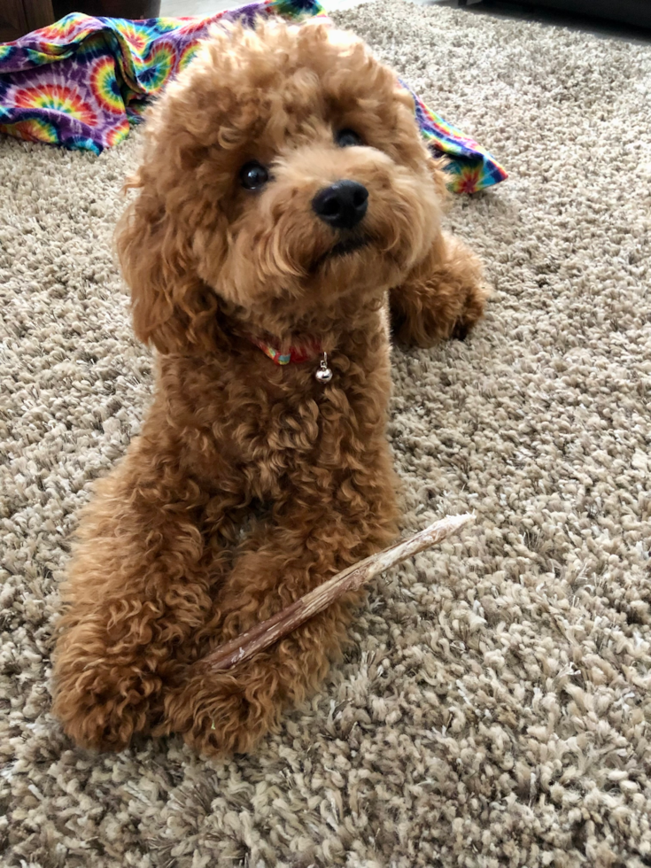 Energetic Golden Retriever Poodle Mix Pup