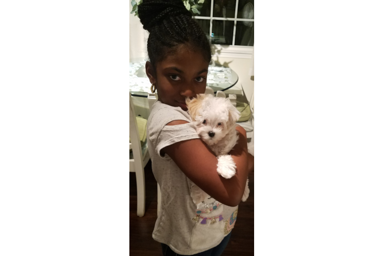 Maltipoo Puppy for Adoption