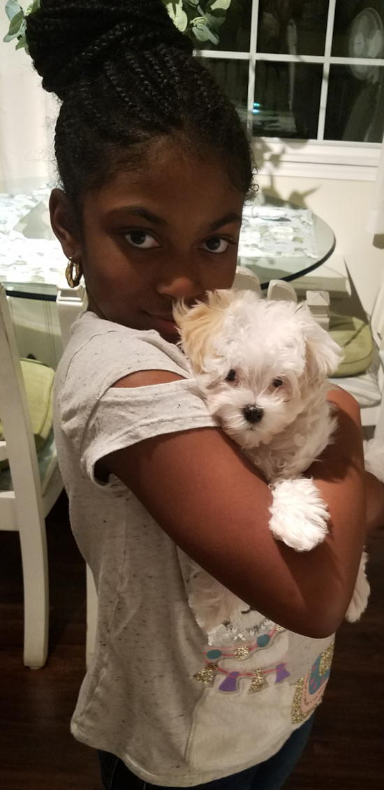 Oakwood Village Maltipoo Pup