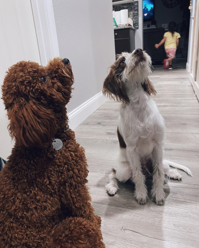 Fluffy Mini Labradoodle Poodle Mix Pup