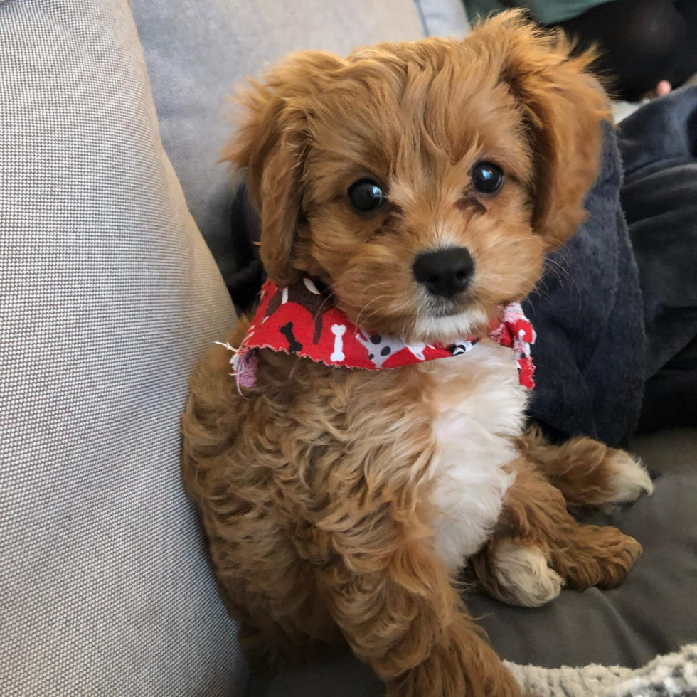 Cavapoo Being Cute