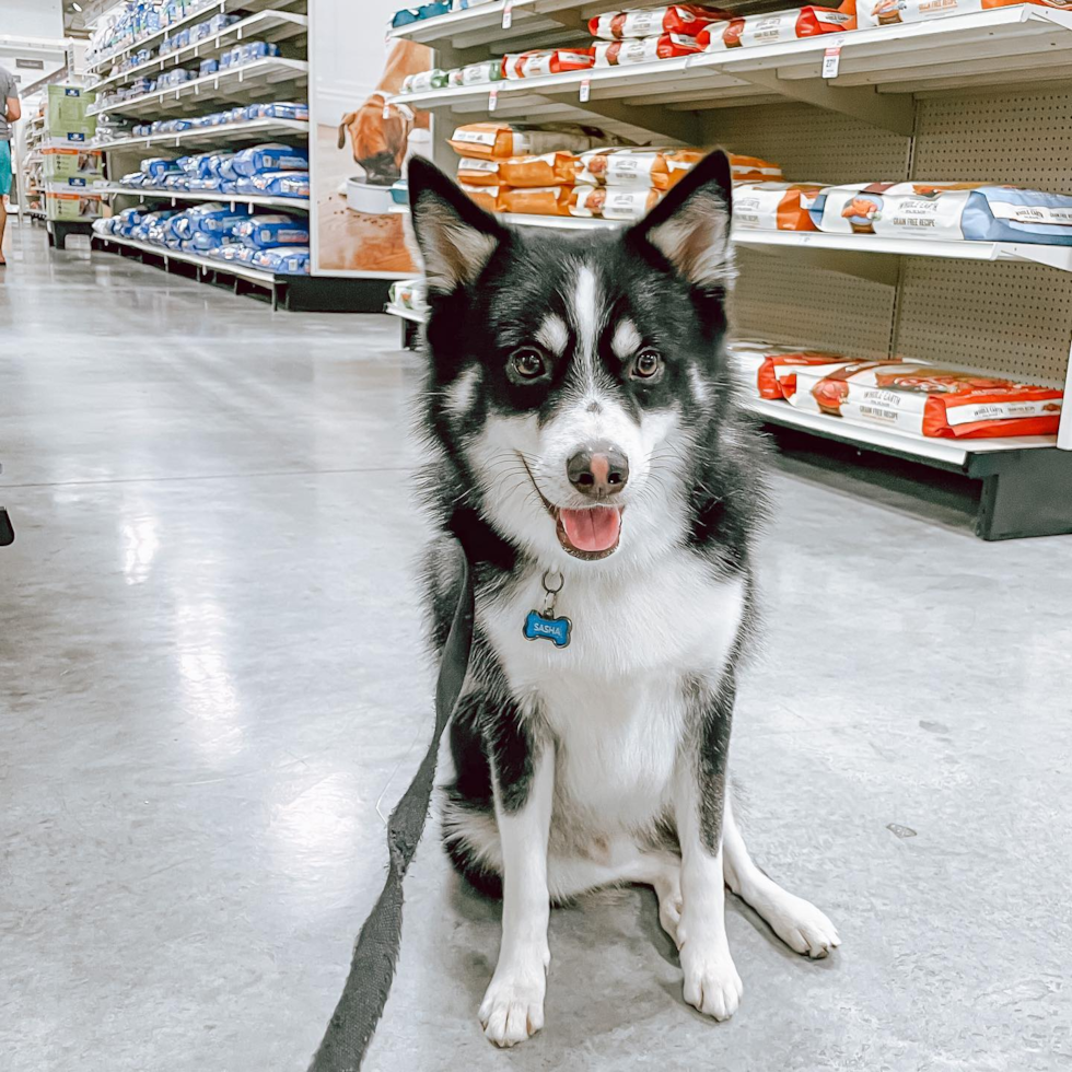 Little Mini Husky Designer Pup